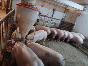 Vând porci de carne pentru sărbătorile de iarna 