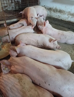 Vând porci de carne pentru sărbătorile de iarna  - imagine 2