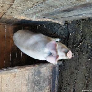 Vand animale domestice  - imagine 5