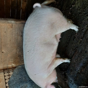 Vand animale domestice  - imagine 4