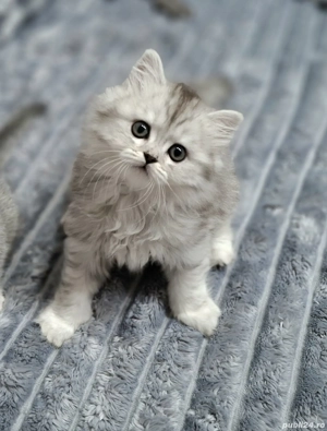 Pui de British - imagine 4