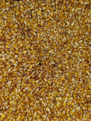 Vand porumb uscat foarte bun 20 de lei feldera