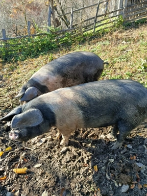 Porci de vânzare 