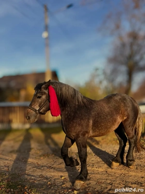 Mânz de doi ani - imagine 2