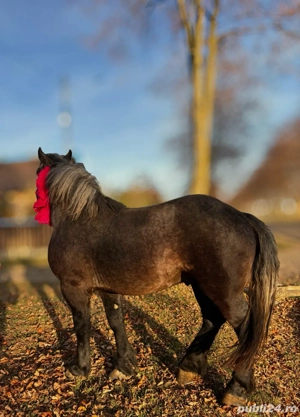 Mânz de doi ani - imagine 3