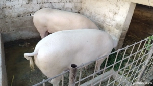 porci disponibili pt cr ciun 