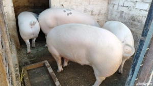 porci disponibili  - imagine 3