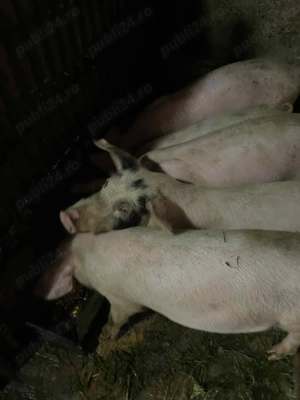 Porci de vânzare foarte mancaciosi - imagine 3