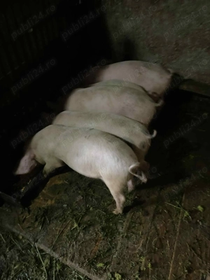 Porci de vânzare foarte mancaciosi - imagine 2