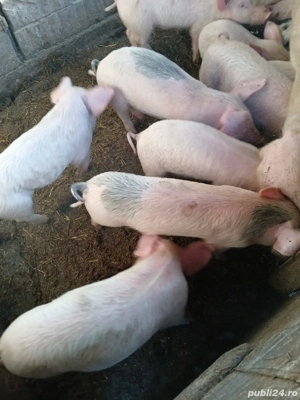 purcelasi  - imagine 2