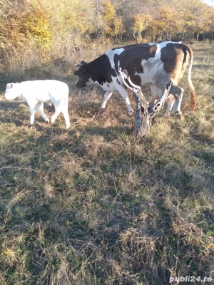 vand vaca baltata romaneasca  - imagine 3