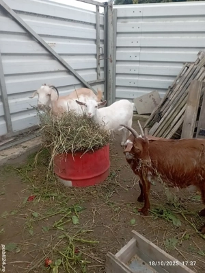 Vând  2 capre -metis anglonubian cu sannen si doua iedute sannen  - imagine 4