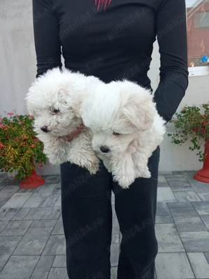 Bichon un băiat și o fetiță 