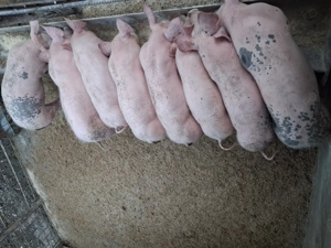 Purcei de vanzare  - imagine 3