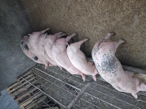 Purcei de vanzare  - imagine 2