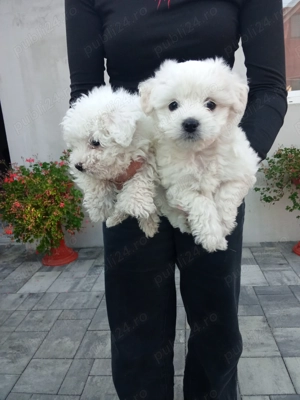 Bichon talie mică 