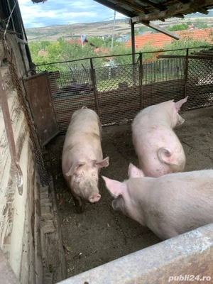 porci rasa de carne - imagine 2