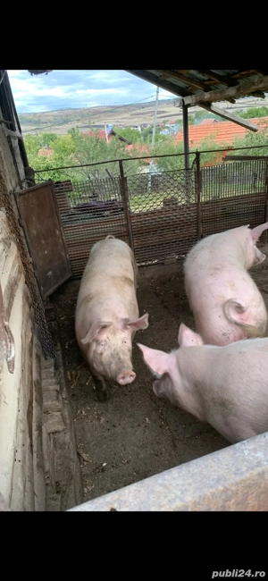 porci rasa de carne - imagine 3