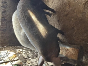 Vand porci, rasa duroc