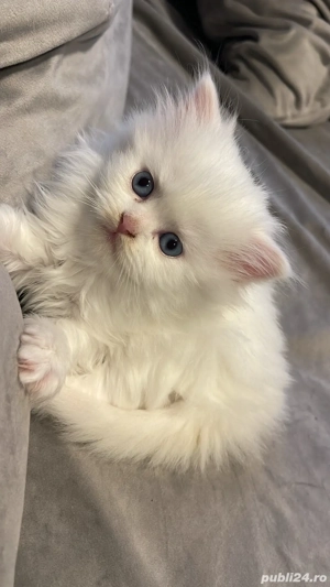 british shorhair - imagine 5