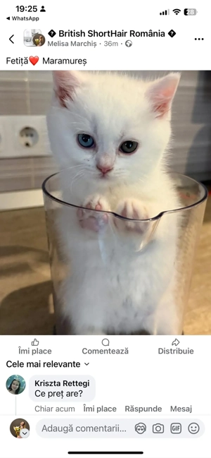 british shorhair - imagine 4