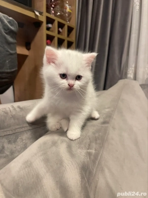 british shorhair - imagine 2