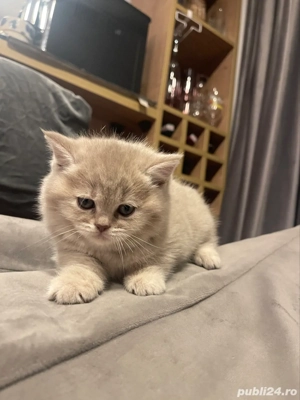 british shorhair - imagine 3