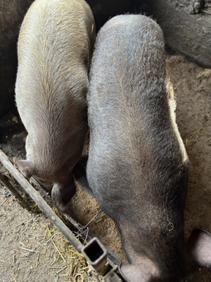 Vand porci, rasa duroc