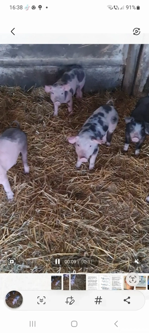 Vand purcei pietran intarcati  - imagine 3