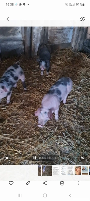 Vand purcei pietran intarcati  - imagine 2