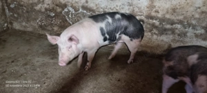 Porci de vânzare  - imagine 2