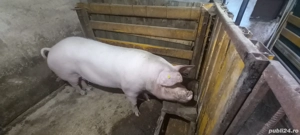 De vânzare  - imagine 2