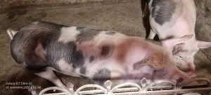 Porci de vânzare  - imagine 3