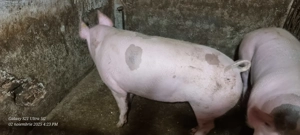 Porci de vânzare  - imagine 4