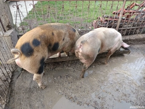 Porci de carne  - imagine 3