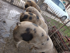 Porci de carne  - imagine 2