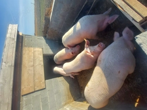 Porci pentru sacrificat - imagine 2