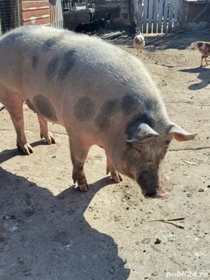 Porci de vanzare  - imagine 3