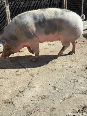 Porci de vanzare 