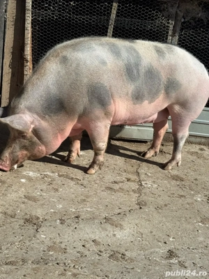 Porci de vanzare  - imagine 2
