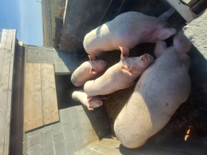 Porci pentru sacrificat - imagine 3