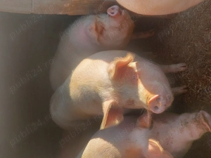 Porci pentru sacrificat