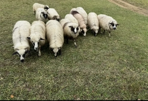 Vând oi breze tinere 