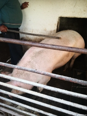 Vând porci - imagine 4