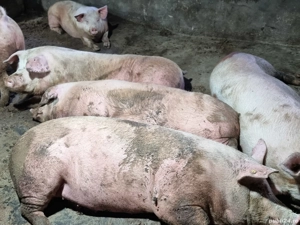 3 porci de carne 250 kg