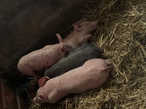 Vând purcei rasa pietrean  - imagine 2