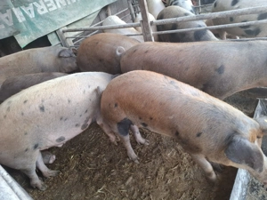 Porci de carne la oferta - imagine 4