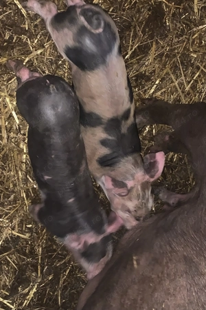 Vând purcei rasa pietrean  - imagine 3