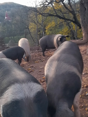 porcii de vânzare  - imagine 2