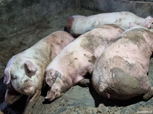 3 porci de carne 250 kg - imagine 2